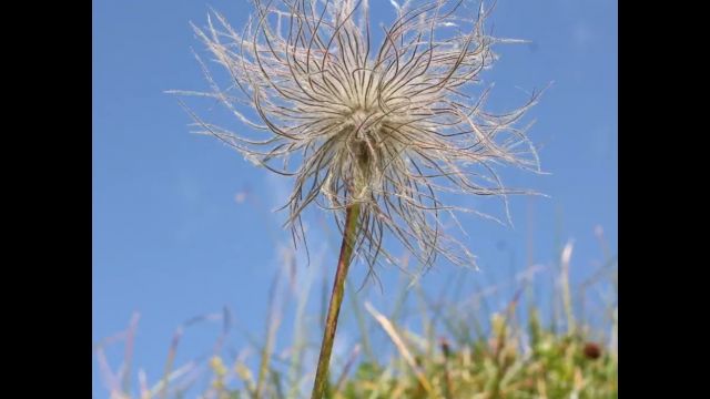 Самая красивая на лугу